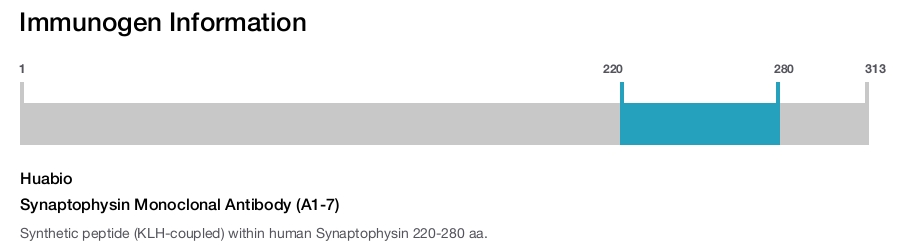 Synaptophysin Monoclonal Antibody (A1-7)