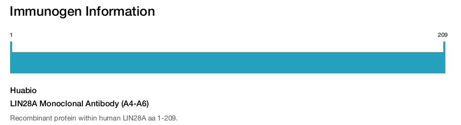 LIN28A Monoclonal Antibody (A4-A6)