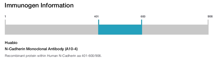 N-Cadherin Monoclonal Antibody (A10-4)