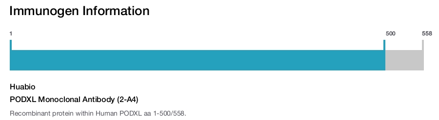PODXL Monoclonal Antibody (2-A4)