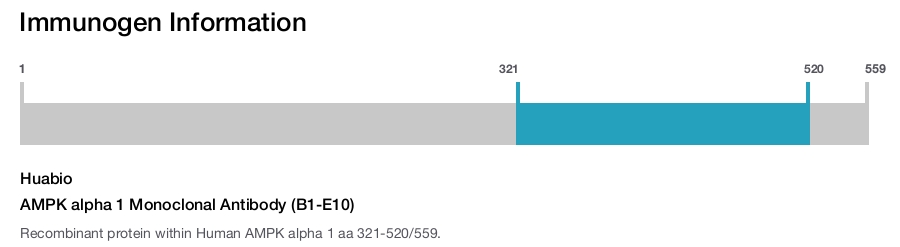 AMPK alpha 1 Monoclonal Antibody (B1-E10)