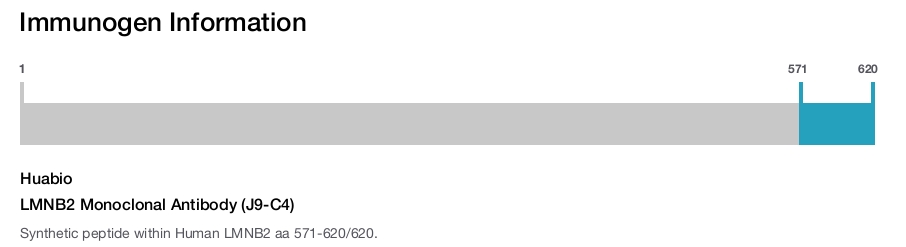 LMNB2 Monoclonal Antibody (J9-C4)