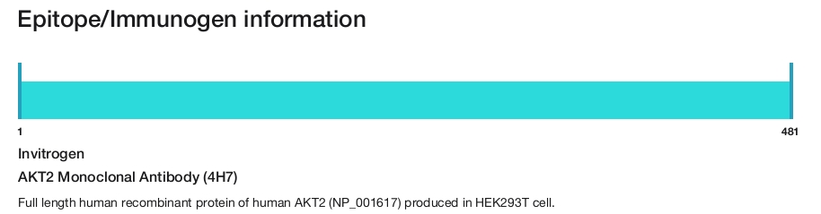 AKT2 Monoclonal Antibody (4H7)