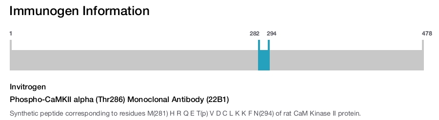 Phospho-CaMKII alpha (Thr286) Monoclonal Antibody (22B1)