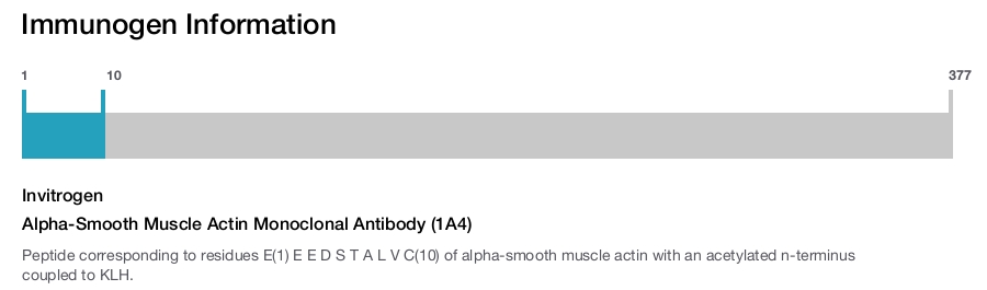 Alpha-Smooth Muscle Actin Monoclonal Antibody (1A4)