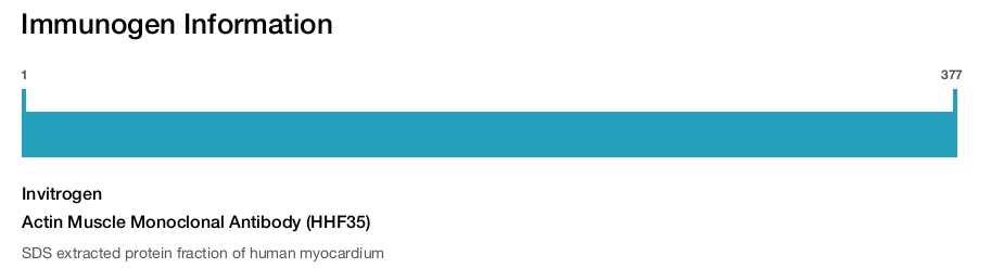 Actin Muscle Monoclonal Antibody (HHF35)