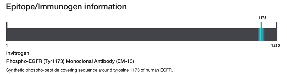 Phospho-EGFR (Tyr1173) Monoclonal Antibody (EM-13)