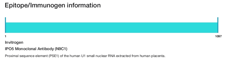 IPO5 Monoclonal Antibody (N9C1)
