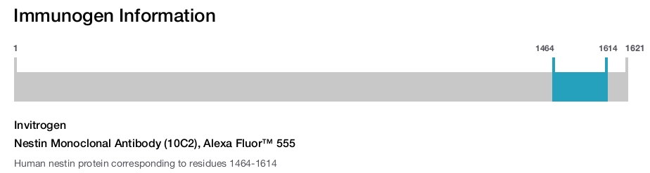 Nestin Monoclonal Antibody (10C2), Alexa Fluor™ 555