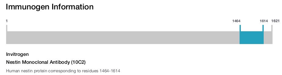 Nestin Monoclonal Antibody (10C2)