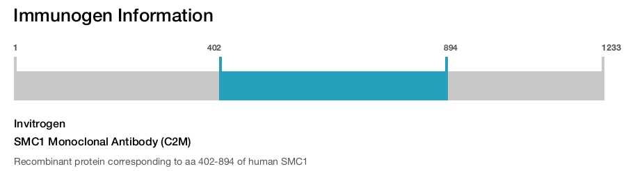 SMC1 Monoclonal Antibody (C2M)