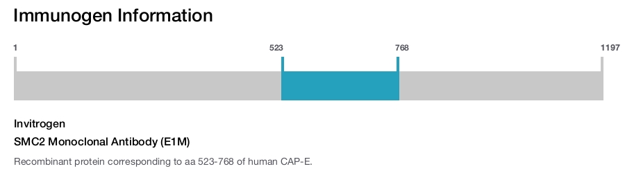 SMC2 Monoclonal Antibody (E1M)