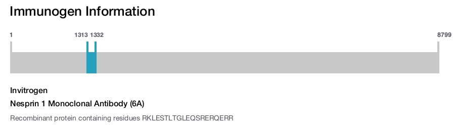 Nesprin 1 Monoclonal Antibody (6A)