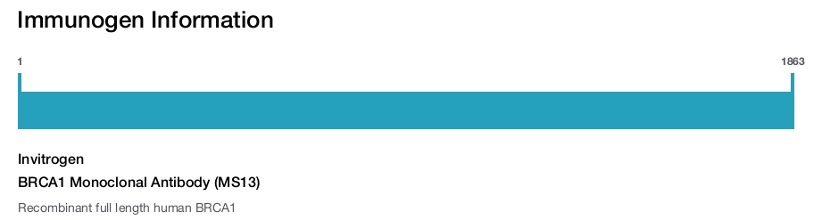 BRCA1 Monoclonal Antibody (MS13)