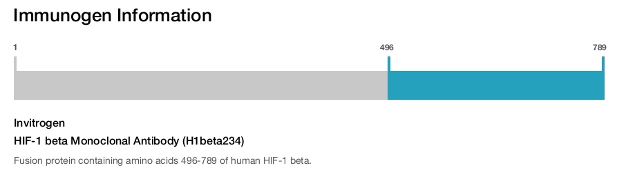 HIF-1 beta Monoclonal Antibody (H1beta234)