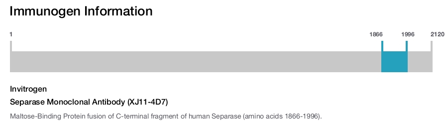 Separase Monoclonal Antibody (XJ11-4D7)