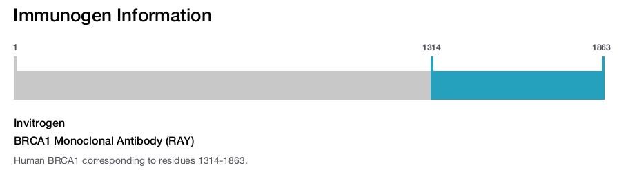 BRCA1 Monoclonal Antibody (RAY)
