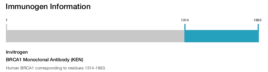 BRCA1 Monoclonal Antibody (KEN)
