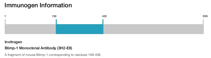 Blimp-1 Monoclonal Antibody (3H2-E8)