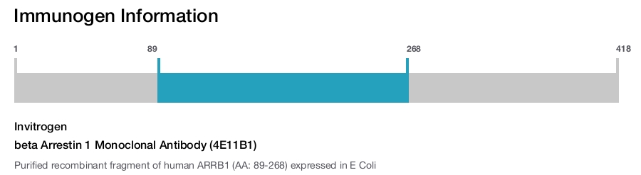 beta Arrestin 1 Monoclonal Antibody (4E11B1)