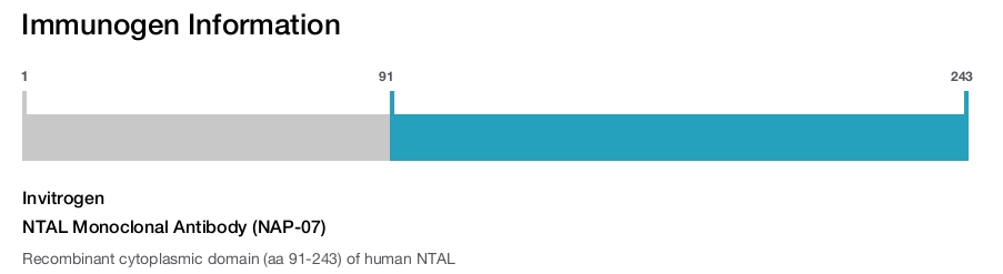 NTAL Monoclonal Antibody (NAP-07)
