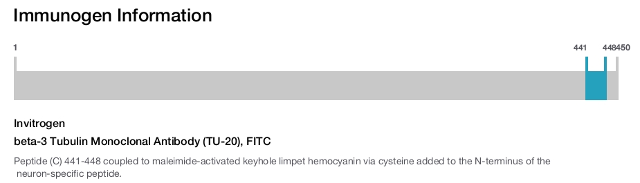 beta-3 Tubulin Monoclonal Antibody (TU-20), FITC