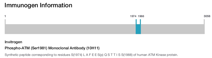 Phospho-ATM (Ser1981) Monoclonal Antibody (10H11)