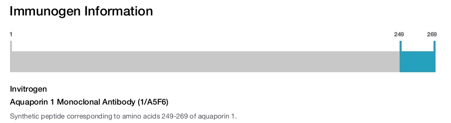 Aquaporin 1 Monoclonal Antibody (1/A5F6)