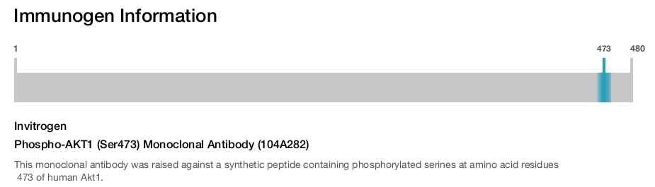 Phospho-AKT1 (Ser473) Monoclonal Antibody (104A282)