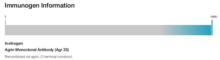 Agrin Monoclonal Antibody (Agr 33)