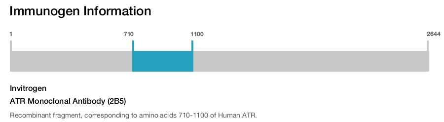 ATR Monoclonal Antibody (2B5)