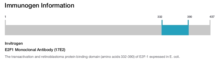 E2F1 Monoclonal Antibody (17E2)