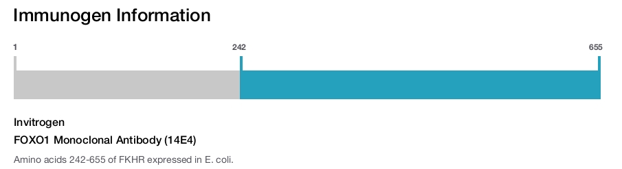 FOXO1 Monoclonal Antibody (14E4)
