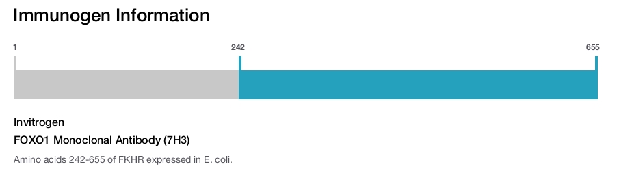 FOXO1 Monoclonal Antibody (7H3)