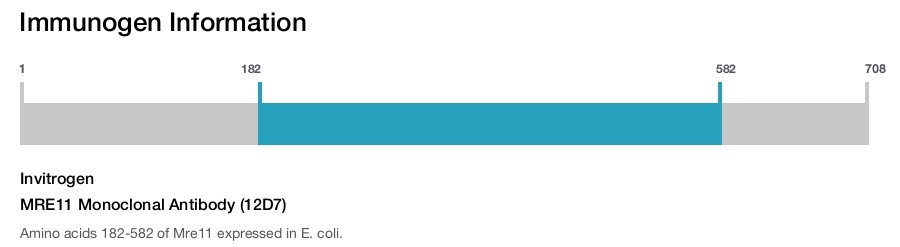 MRE11 Monoclonal Antibody (12D7)
