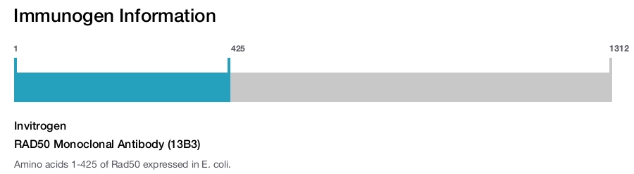 RAD50 Monoclonal Antibody (13B3)