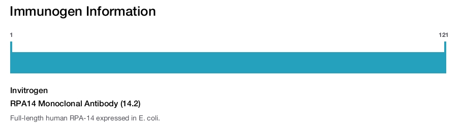 RPA14 Monoclonal Antibody (14.2)