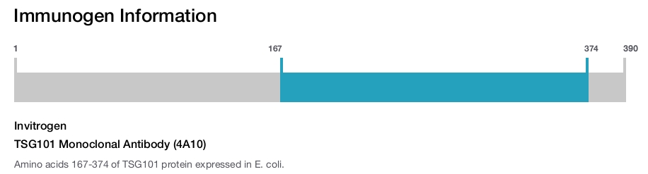 TSG101 Monoclonal Antibody (4A10)