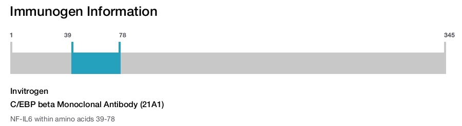 C/EBP beta Monoclonal Antibody (21A1)
