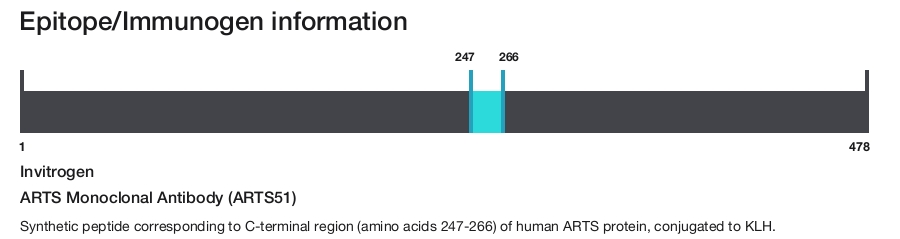 ARTS Monoclonal Antibody (ARTS51)