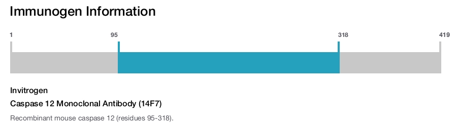 Caspase 12 Monoclonal Antibody (14F7)