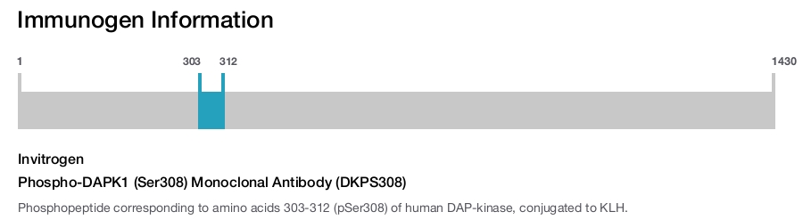Phospho-DAPK1 (Ser308) Monoclonal Antibody (DKPS308)