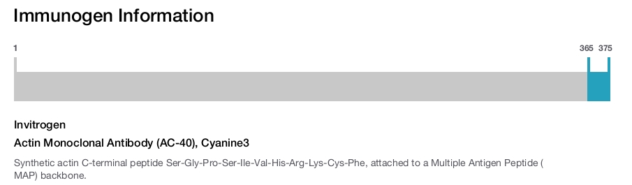 Actin Monoclonal Antibody (AC-40), Cyanine3