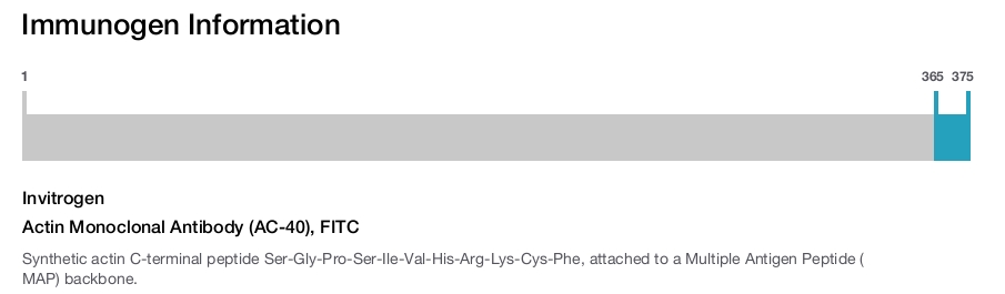 Actin Monoclonal Antibody (AC-40), FITC