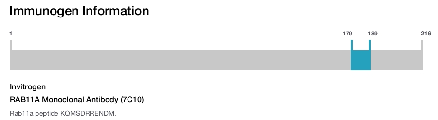 RAB11A Monoclonal Antibody (7C10)