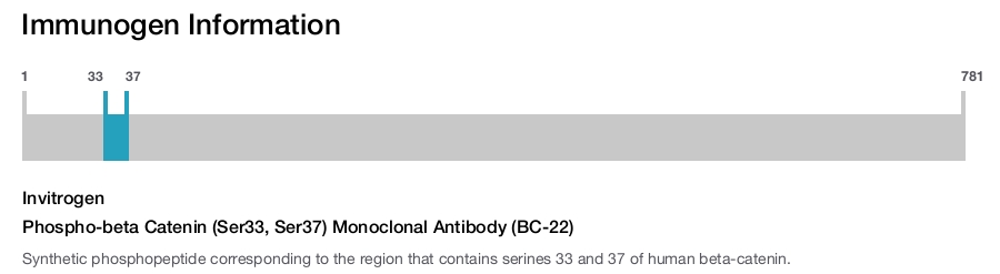 Phospho-beta Catenin (Ser33, Ser37) Monoclonal Antibody (BC-22)