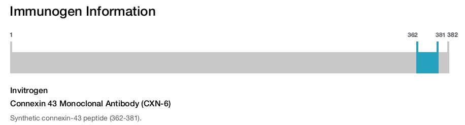 Connexin 43 Monoclonal Antibody (CXN-6)