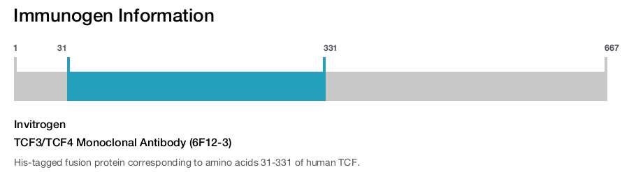 TCF3/TCF4 Monoclonal Antibody (6F12-3)