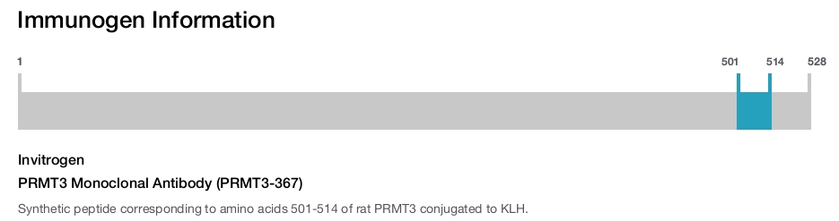 PRMT3 Monoclonal Antibody (PRMT3-367)