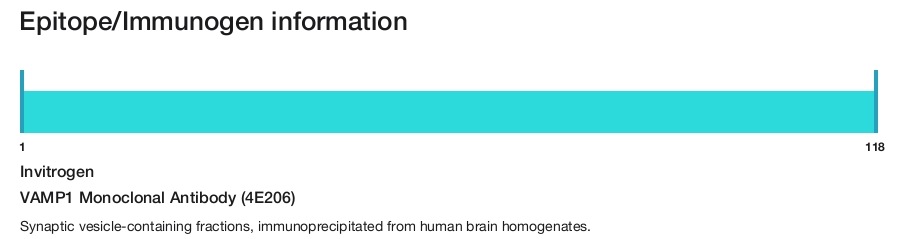 VAMP1 Monoclonal Antibody (4E206)